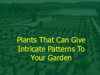Plants That Can Give
Intricate Patterns To
Your Garden

 