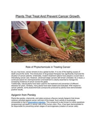 Plants That Treat And Prevent Cancer Growth
Role of Phytochemicals in Treating Cancer
As you may know, cancer remains to be a global burden. It is one of the leading causes of
death around the world. The introduction of drug-based therapies has significantly improved the
situation of cancer patients. Undeniably, modern treatment options have played a crucial role in
intensifying cancer care. However, advanced-stage cancers still remain untreated. As a result, a
continued search for chemoprevention and treatment is clearly essential to manage the
increasing incidence of cancer across the globe.
Traditionally, natural plants have been used for the treatment and prevention of different
diseases for years. Similarly, many plants have been tested and evaluated. With respect to
cancer patients, some phytochemicals (compounds produced by plants) have demonstrated
positive results.
Apigenin from Parsley
Plants like parsley, chamomile, and celery produce a flavone namely Apigenin that shows
cytotoxic activities against cancer cell lines of the breast. Such activity is surprisingly
comparable to that of doxorubicin injection. This compound is also known to induce apoptosis
(programmed cell death) in cancer cells of the human colon. Plus, it has been demonstrated to
be responsible for preventing certain stages of carcinogenesis (creation of cancer cells).
 