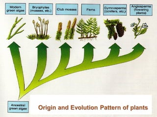 Plants through geological age | PPT