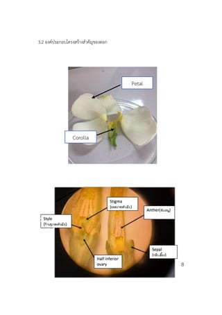 3.2 องค์ประกอบโครงสร้างสาคัญของดอก
8
Petal
Corolla
 