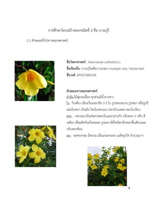การศึกษาโครงสร้างดอกชนิดที่ 2 คือ บานบุรี
2.1 ลักษณะทั่วไปทางพฤกษศาสตร์
4
ชื่อวิทยาศาสตร์ : Allamanda cathartica L.
ชื่อเรียกอื่น :บานบุรีเหลือง Golden trumpet vine, Yellow bell
ชื่อวงศ์ :APOCYNACEAE
ลักษณะทางพฤกษศาสตร์
ลาต้น:ไม้พุ่มรอเลื้อย ทุกส่วนมีน้ายางขาว
ใบ : ใบเดี่ยว เรียงเวียนรอบข้อ 3-5 ใบ รูปขอบขนาน รูปหอก หรือรูปรี
แผ่นใบหนา เป็นมัน โคนใบสอบมน ปลายใบแหลม ขอบใบเรียบ
ดอก : ดอกออกเป็นช่อตามซอกใบและปลายกิ่ง กลีบดอก 5 กลีบ สี
เหลือง เชื่อมติดกันเป็นหลอด รูปแตร มีทั้งชนิดกลีบดอกชั้นเดียวและ
กลีบดอกซ้อน
ผล : ผลทรงกลม มีหนาม เมื่อแก่แตกออก เมล็ดรูปไข่ จานวนมาก
 
