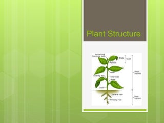 Plant Structure
 