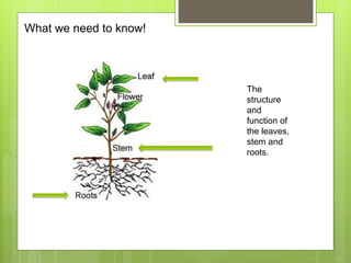 What we need to know!
The
structure
and
function of
the leaves,
stem and
roots.
 
