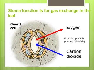 Stoma function is for gas exchange in the
leaf
Carbon
dioxide
oxygen
Guard
cell
Provided plant is
photosynthesising
 