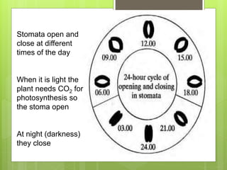 Stomata open and
close at different
times of the day
When it is light the
plant needs CO2 for
photosynthesis so
the stoma open
At night (darkness)
they close
 