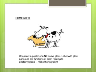 HOMEWORK
Construct a poster of a NZ native plant. Label with plant
parts and the functions of them relating to
photosynthesis – make them pretty!!
 