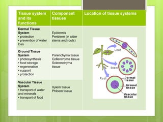 Tissue system
and its
functions
Component
tissues
Location of tissue systems
Dermal Tissue
System
• protection
• prevention of water
loss
Epidermis
Periderm (in older
stems and roots)
Ground Tissue
System
• photosynthesis
• food storage
• regeneration
• support
• protection
Parenchyma tissue
Collenchyma tissue
Sclerenchyma
tissue
Vascular Tissue
System
• transport of water
and minerals
• transport of food
Xylem tissue
Phloem tissue
 
