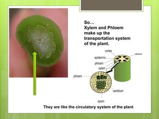 So…
Xylem and Phloem
make up the
transportation system
of the plant.
They are like the circulatory system of the plant
 