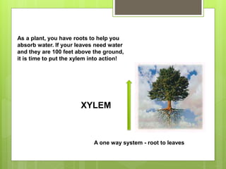 As a plant, you have roots to help you
absorb water. If your leaves need water
and they are 100 feet above the ground,
it is time to put the xylem into action!
A one way system - root to leaves
XYLEM
 