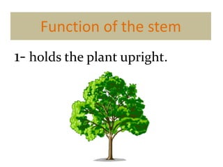 Plant structure | PPTX
