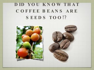 DID YOU KNOW THAT COFFEE BEANS ARE SEEDS TOO!? 