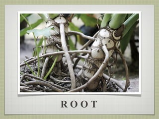 ROOT 
