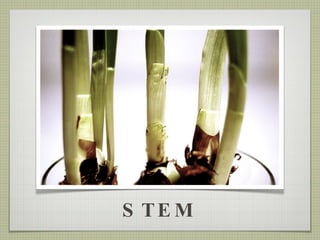 STEM 