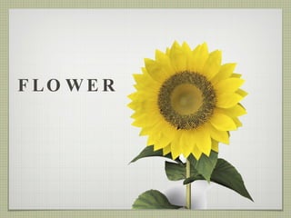 FLOWER 