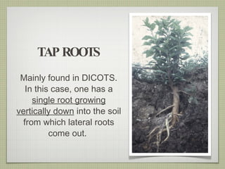 Mainly found in DICOTS. In this case, one has a  single root growing vertically down  into the soil from which lateral roots come out.  TAP ROOTS 