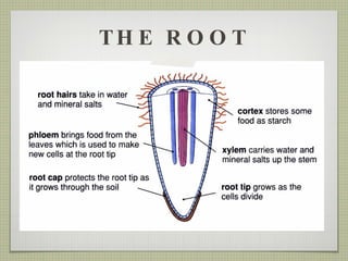 THE ROOT 