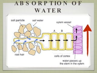 ABSORPTION OF WATER 