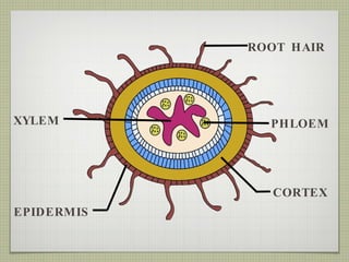 XYLEM PHLOEM CORTEX ROOT HAIR EPIDERMIS 