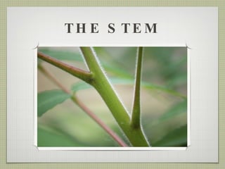 THE STEM 
