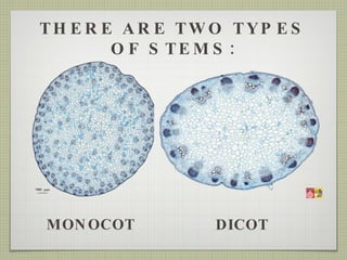 MONOCOT DICOT THERE ARE TWO TYPES OF STEMS: 