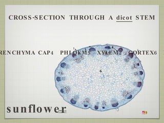 1  EPIDERMIS3  SCLERENCHYMA CAP4  PHLOEM5  XYLEM2  CORTEX6  PITH CROSS-SECTION THROUGH A  dicot  STEM sunflower 