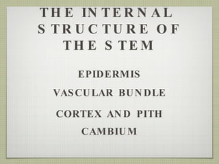 THE INTERNAL  STRUCTURE OF THE STEM EPIDERMIS VASCULAR BUNDLE CORTEX AND PITH CAMBIUM 
