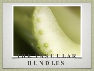 THE VASCULAR BUNDLES 