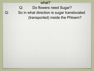 phloem Carries sugars produced by the process of ___________ Q:  Do the roots need Sugar (food) ? For what? Q:  Do flowers need Sugar? Q:  So in what direction is sugar translocated  (transported) inside the Phloem?    