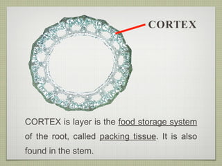 CORTEX CORTEX is layer is the  food storage system  of the root, called  packing tissue . It is also found in the stem. 