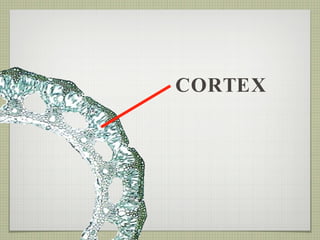 CORTEX 
