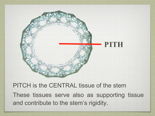 PITH PITCH is the CENTRAL tissue of the stem These tissues serve also as supporting tissue and contribute to the stem’s rigidity.  