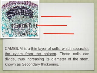 CAMBIUM CAMBIUM is a  thin layer of cells, which separates the xylem from the phloem . These cells can divide, thus increasing its diameter of the stem, known as  Secondary thickening. XYLEM PHLOEM 