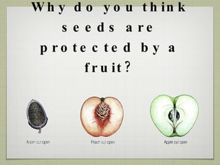 Why do you think seeds are protected by a fruit? 