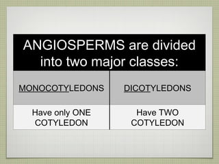 ANGIOSPERMS are divided into two major classes: MONOCOTY LEDONS DICOT YLEDONS Have only ONE COTYLEDON Have TWO COTYLEDON 