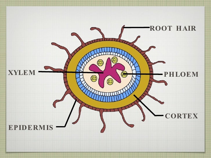 Plant Structure and Function
