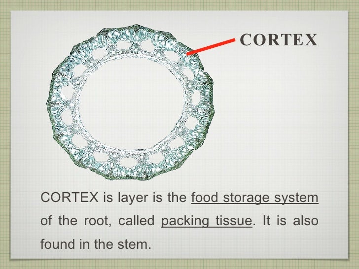 Plant Structure and Function