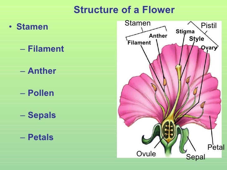 Plant structure adaptations and responses