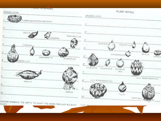 Plant structure and function | PPT