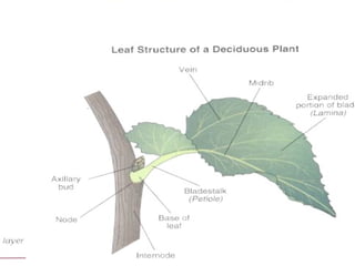 Plant structure and function | PPT