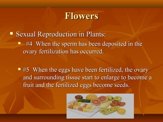 Plant structure and function | PPT