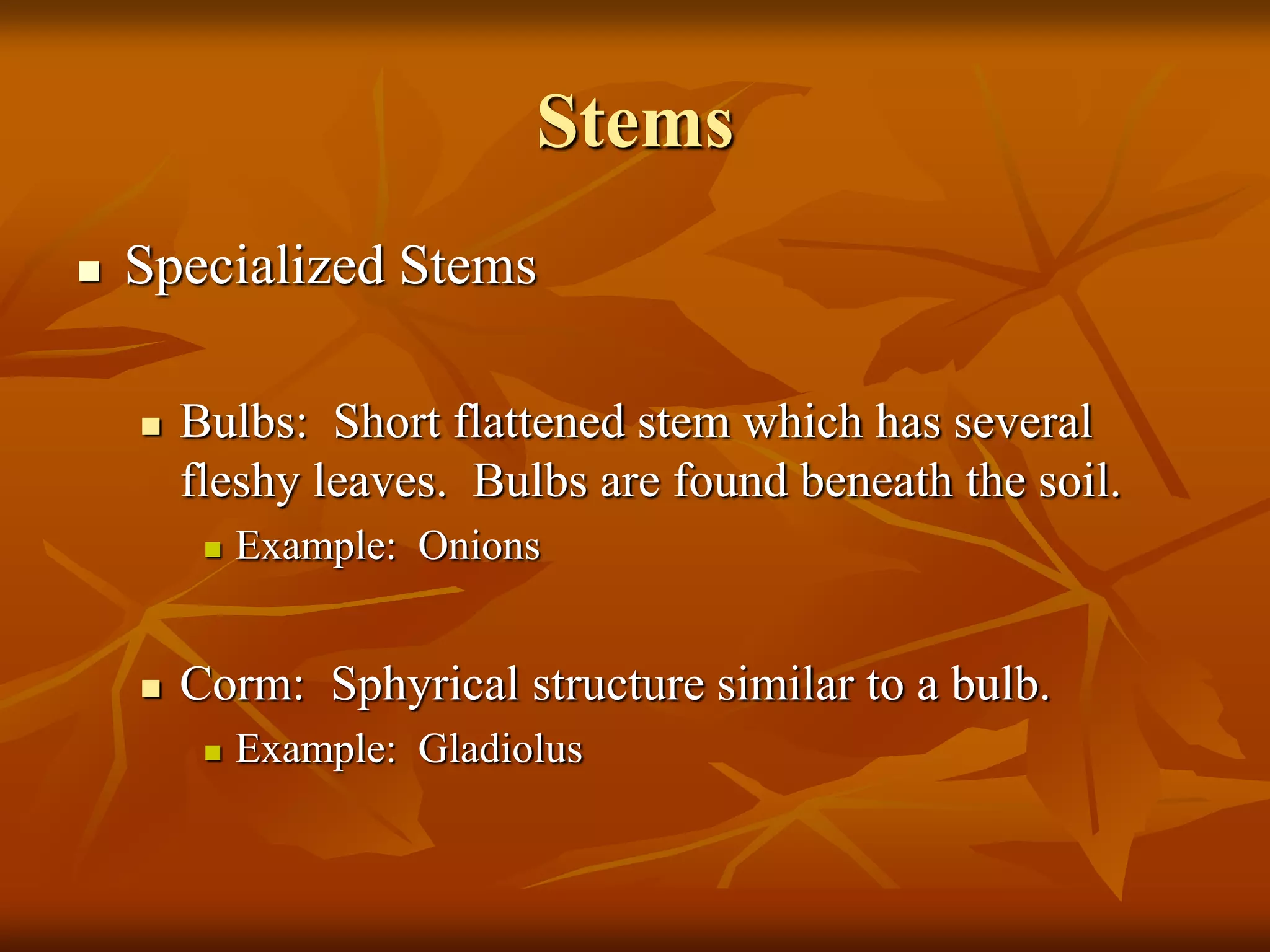 Stems
 Specialized Stems
 Bulbs: Short flattened stem which has several
fleshy leaves. Bulbs are found beneath the soil.
 Example: Onions
 Corm: Sphyrical structure similar to a bulb.
 Example: Gladiolus
 