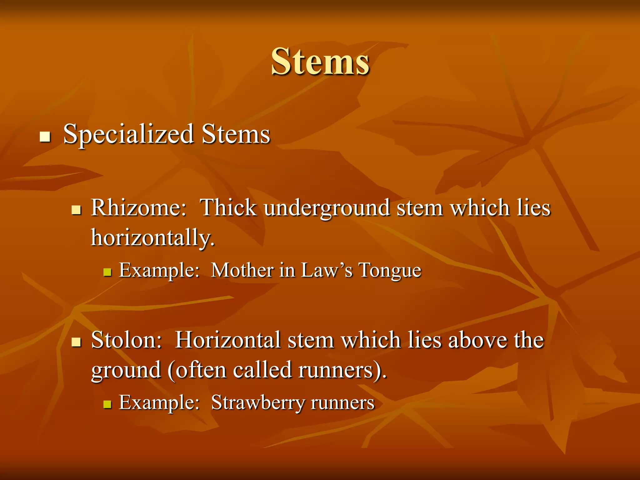 Stems
 Specialized Stems
 Rhizome: Thick underground stem which lies
horizontally.
 Example: Mother in Law’s Tongue
 Stolon: Horizontal stem which lies above the
ground (often called runners).
 Example: Strawberry runners
 