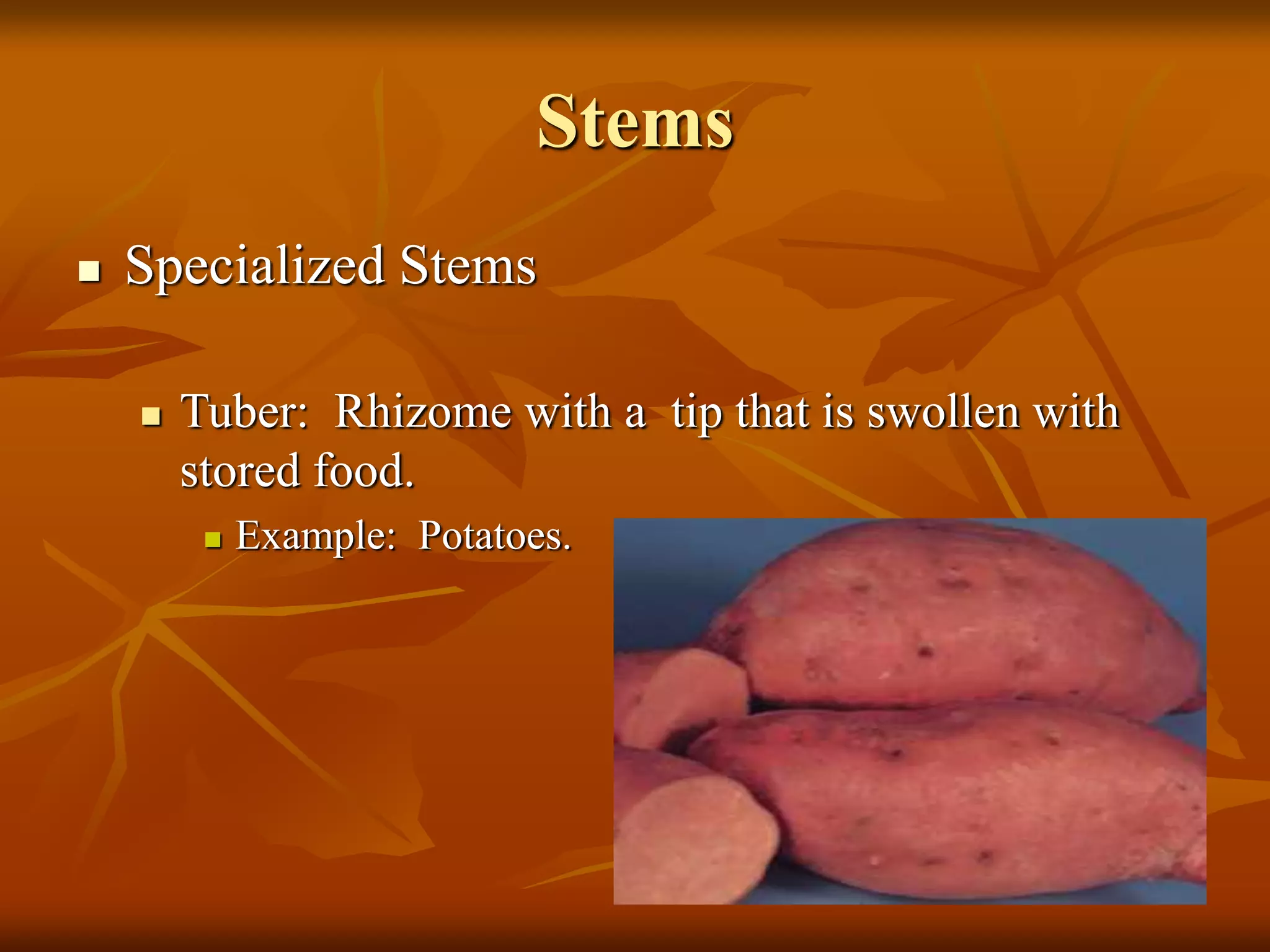 Stems
 Specialized Stems
 Tuber: Rhizome with a tip that is swollen with
stored food.
 Example: Potatoes.
 