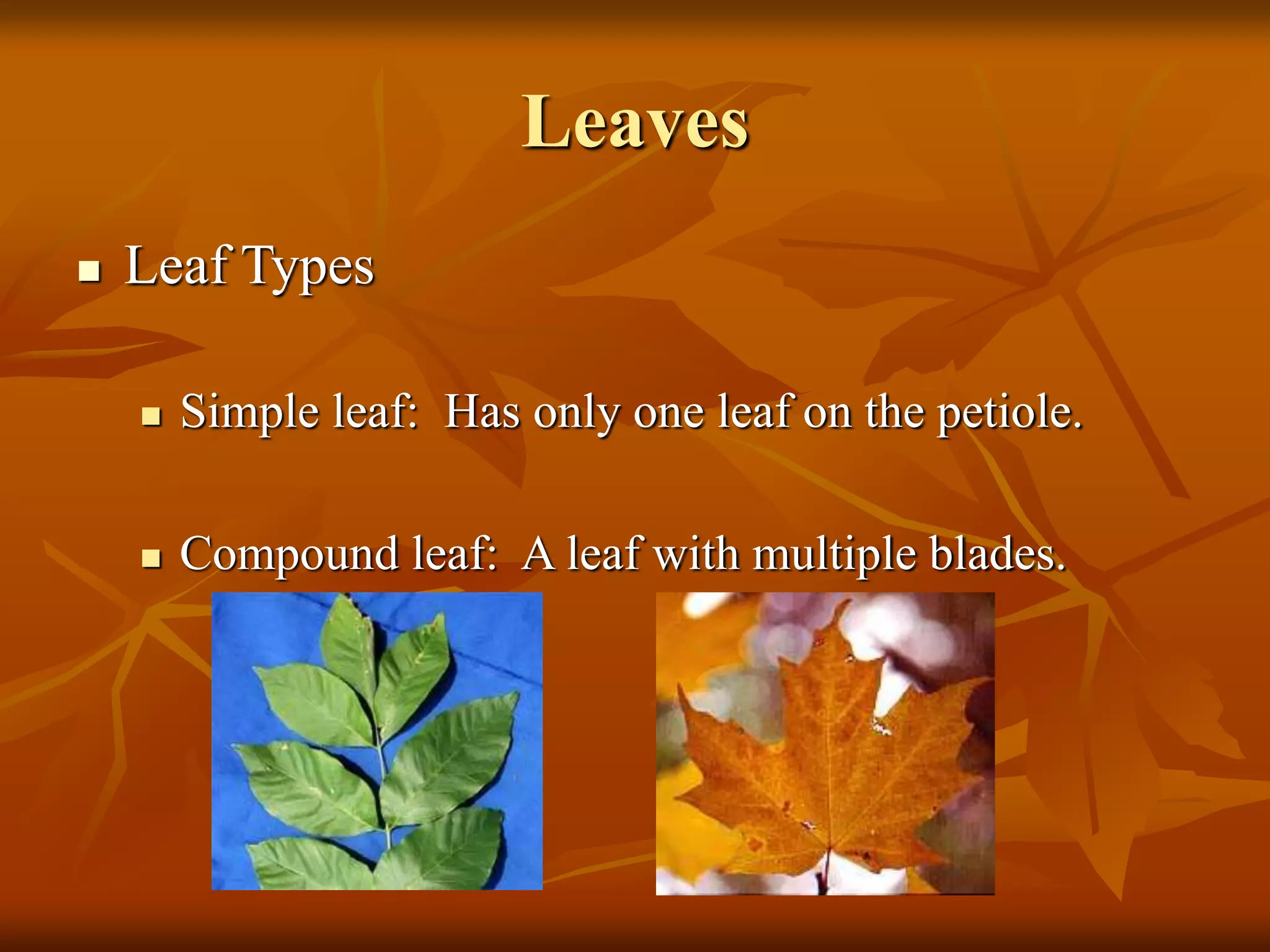 Leaves
 Leaf Types
 Simple leaf: Has only one leaf on the petiole.
 Compound leaf: A leaf with multiple blades.
 
