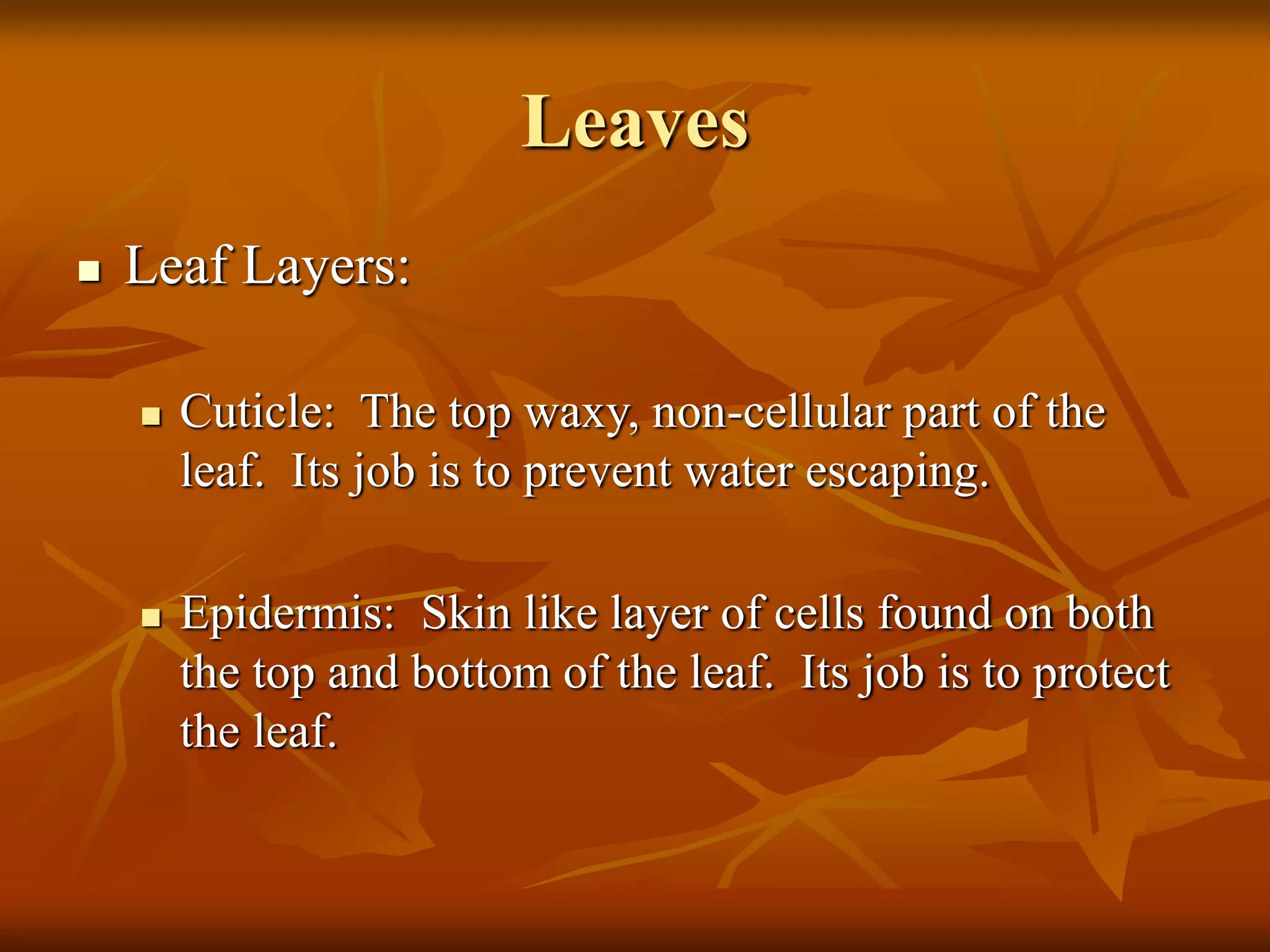 Leaves
 Leaf Layers:
 Cuticle: The top waxy, non-cellular part of the
leaf. Its job is to prevent water escaping.
 Epidermis: Skin like layer of cells found on both
the top and bottom of the leaf. Its job is to protect
the leaf.
 