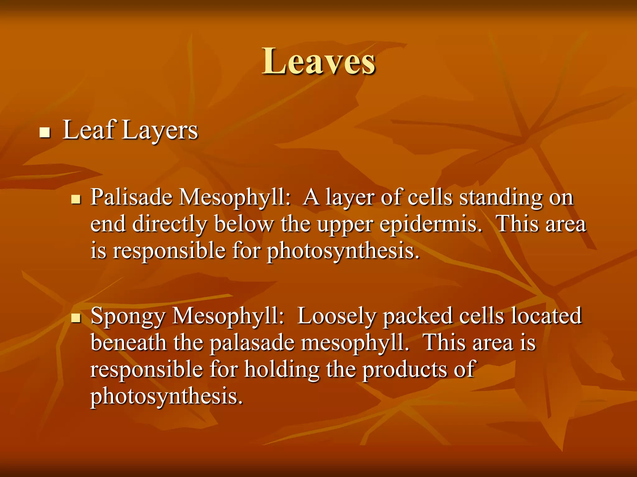 Leaves
 Leaf Layers
 Palisade Mesophyll: A layer of cells standing on
end directly below the upper epidermis. This area
is responsible for photosynthesis.
 Spongy Mesophyll: Loosely packed cells located
beneath the palasade mesophyll. This area is
responsible for holding the products of
photosynthesis.
 