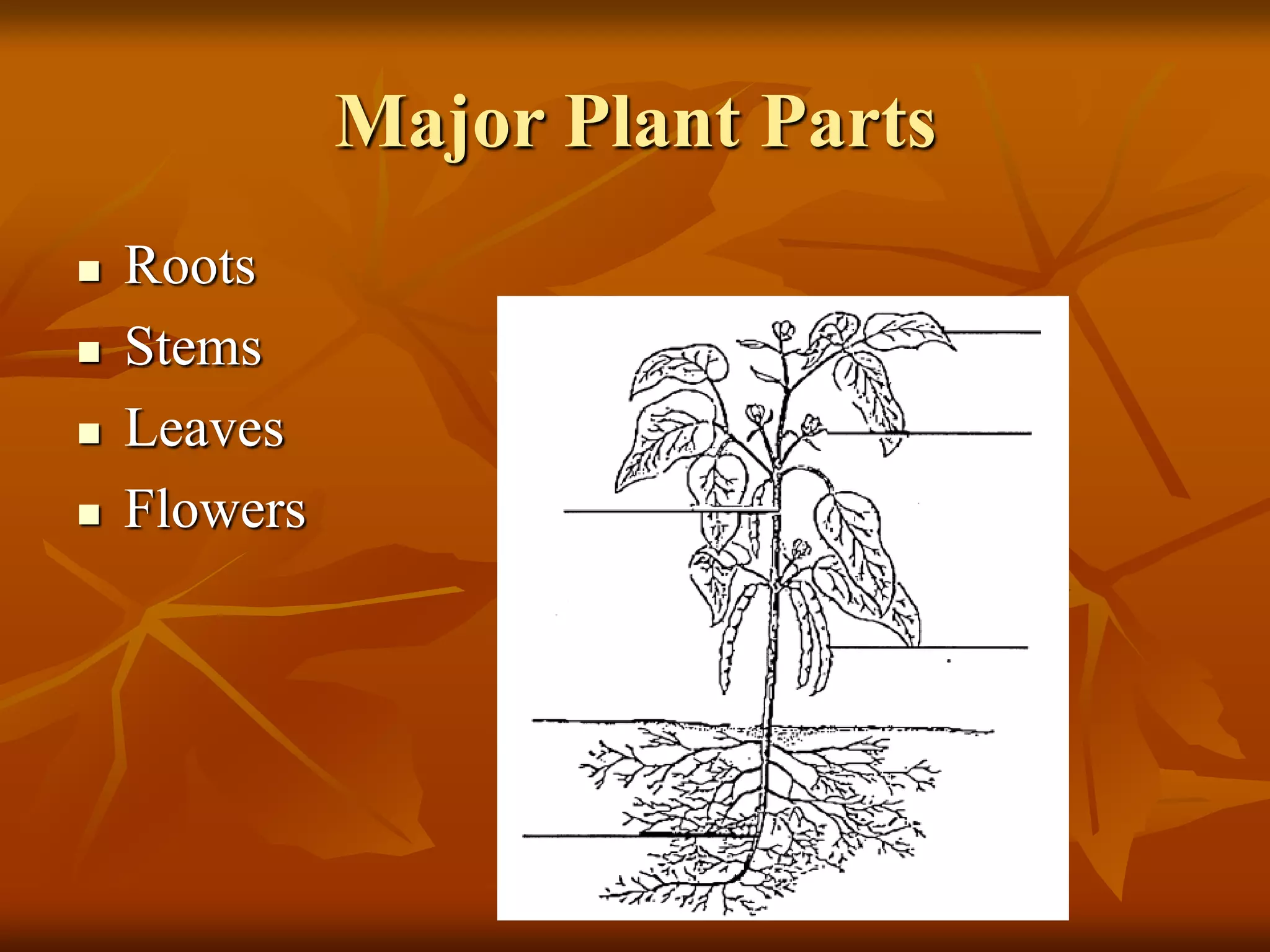 Major Plant Parts
 Roots
 Stems
 Leaves
 Flowers
 