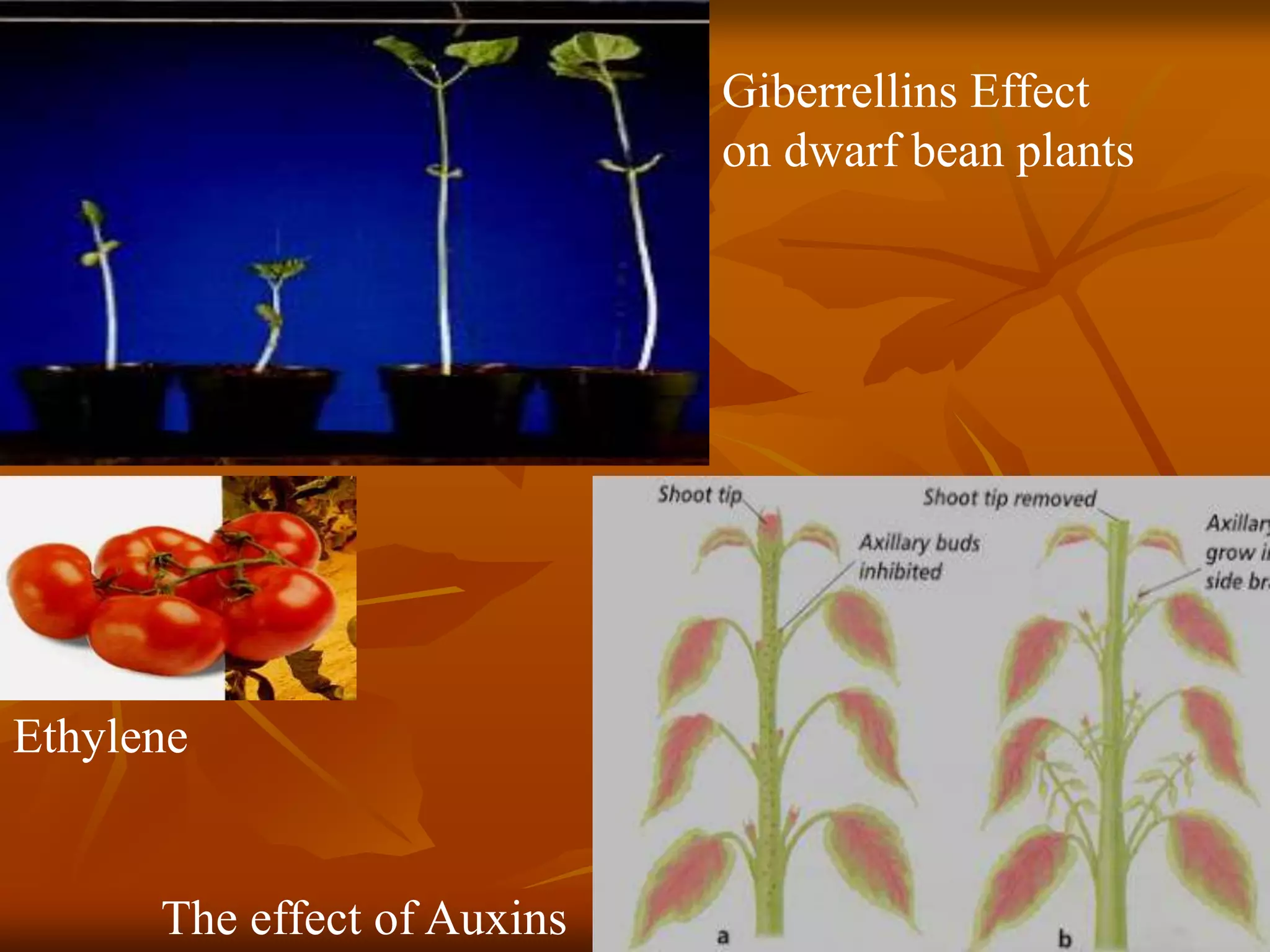 Giberrellins Effect
on dwarf bean plants
The effect of Auxins
Ethylene
 