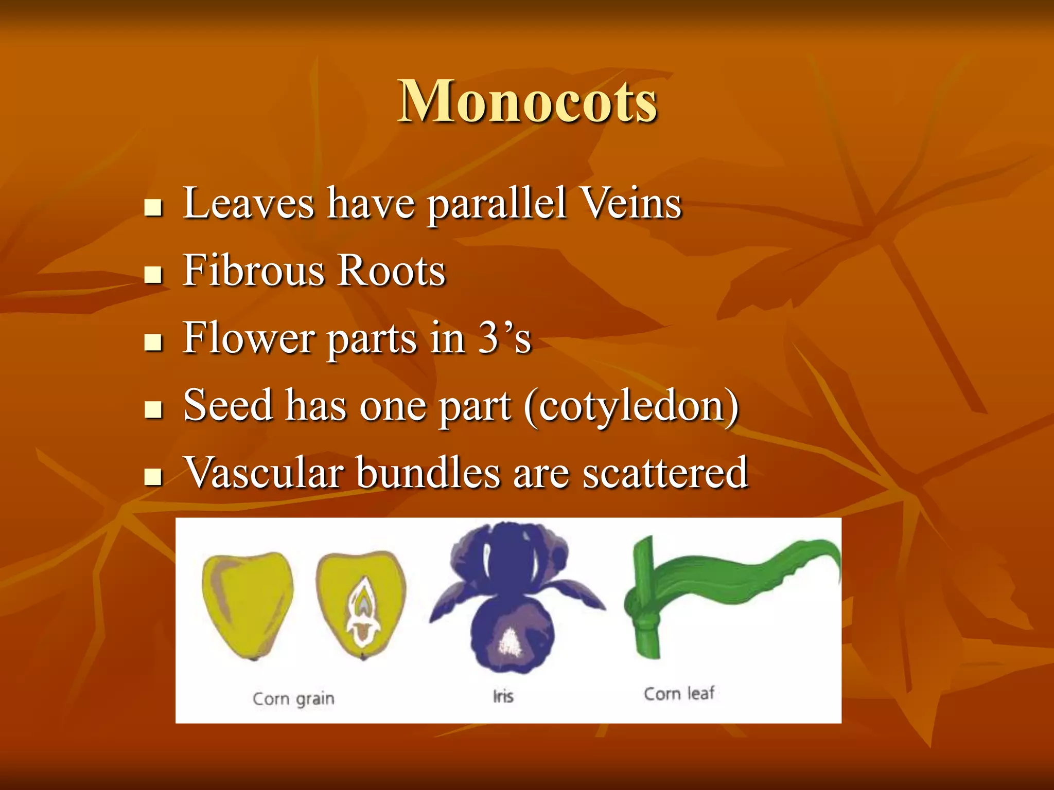 Monocots
 Leaves have parallel Veins
 Fibrous Roots
 Flower parts in 3’s
 Seed has one part (cotyledon)
 Vascular bundles are scattered
 