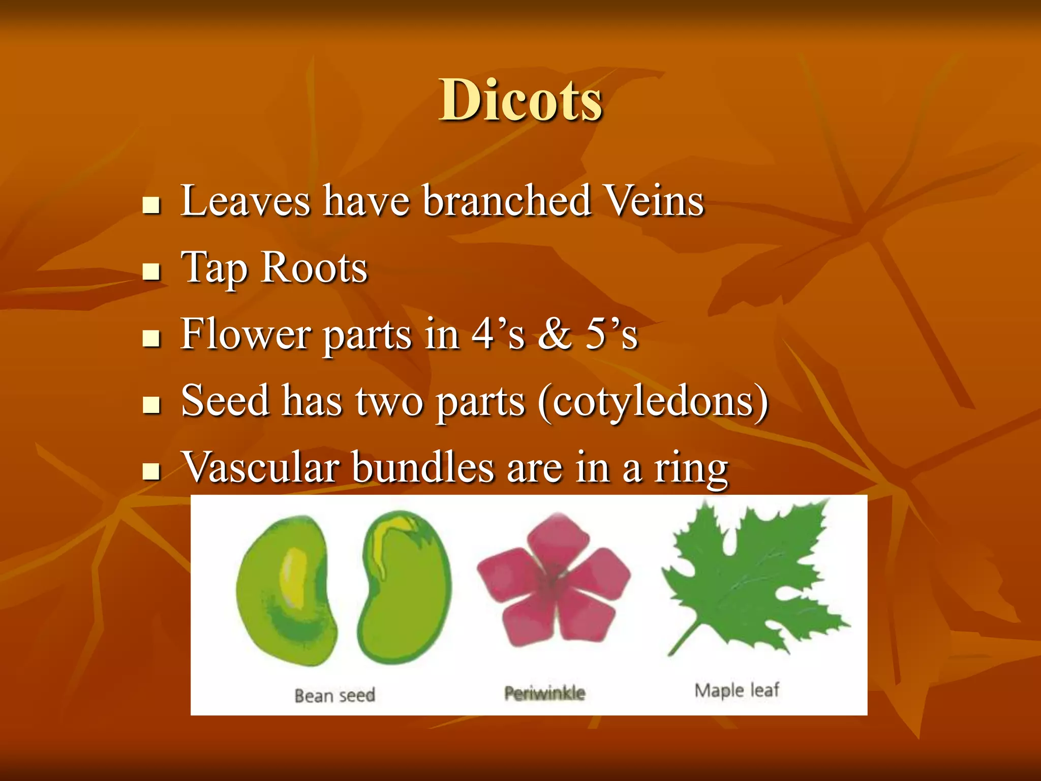 Dicots
 Leaves have branched Veins
 Tap Roots
 Flower parts in 4’s & 5’s
 Seed has two parts (cotyledons)
 Vascular bundles are in a ring
 